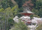 2008-04-08- MIAJIMA-P1020110